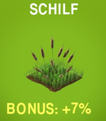 Schilf                 